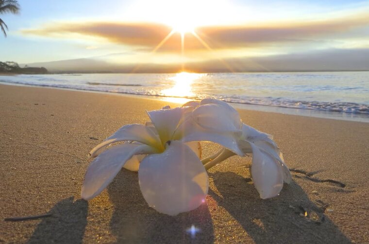 216 Kana'i A Nalu Oceanfront